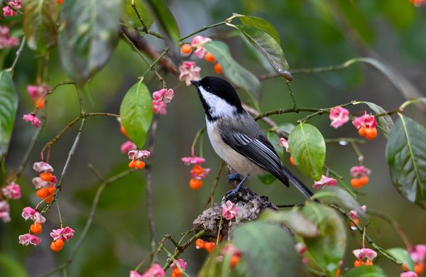 La protection des océans : enjeux pour l'eau douce